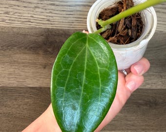 Hoya Pubicalyx RHP Outer Variegated Splash - Etsy