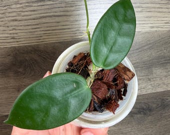 Hoya Vangviengiensis Plant