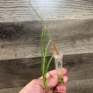 Hoya Stenophylla