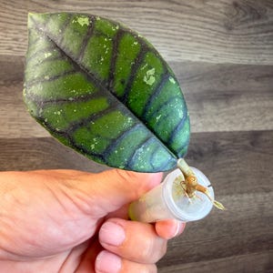 Hoya Mitrata Silver - Etsy