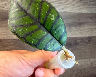 その他観葉植物 Hoya pubicalyx outer variegated Hoya Pubicalyx RHP Outer Variegated Splash - Etsy
