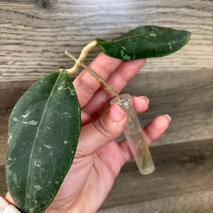 Hoya Rintzii Borneo