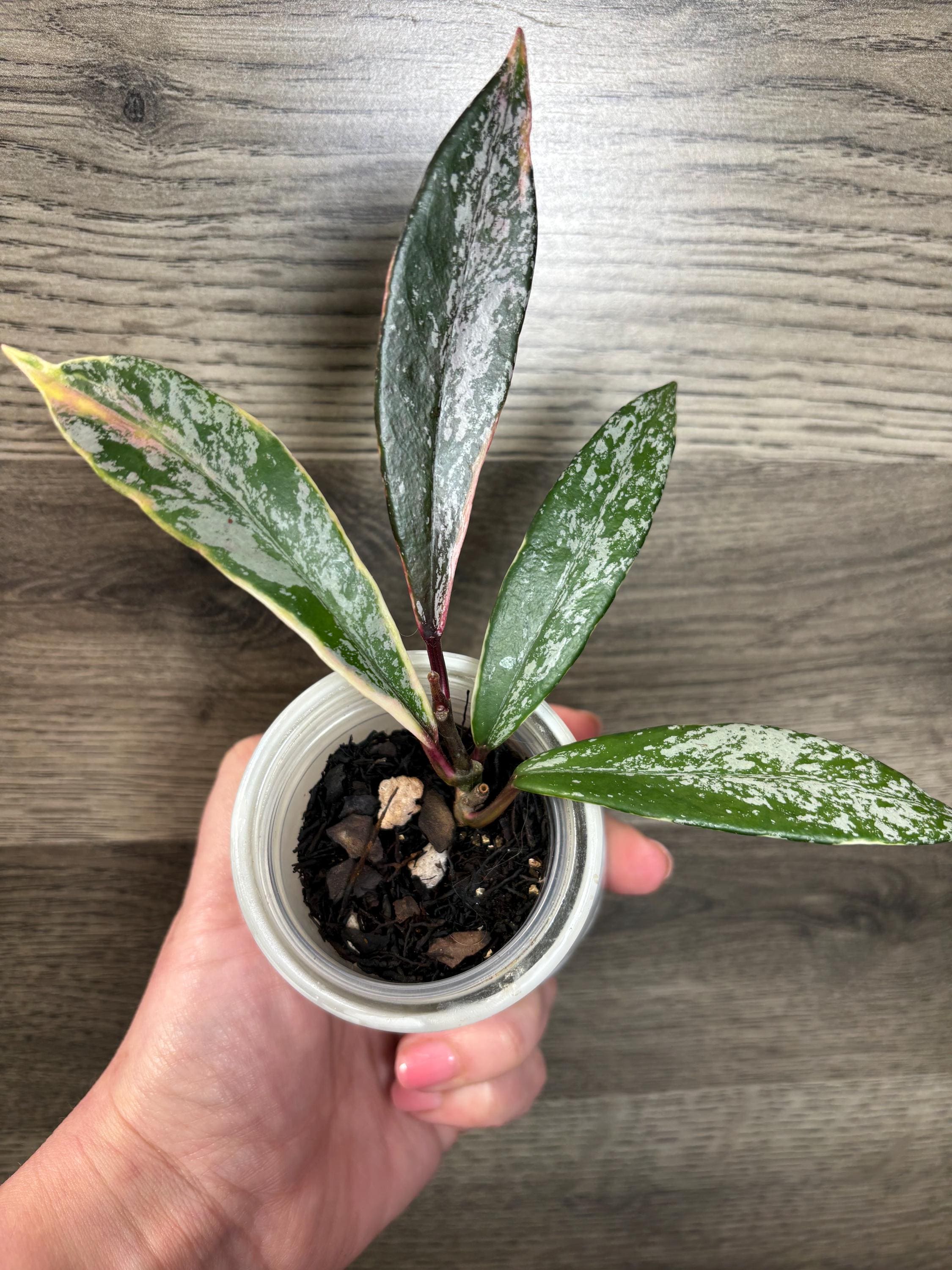 Hoya Pubicalyx RHP Outer Variegated Splash - Etsy