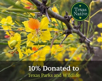 Retama 10+ Seeds (Parkinsonia aculeata) Texas Native tree drought tolerant