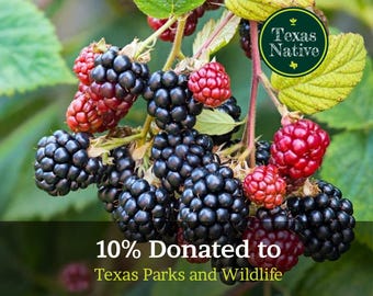 Southern Dewberry (Rubus trivialis) 50+ seeds Texas native berry vine