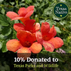 Trumpet Vine Hummingbird Vine 50+ Seeds - Orange (Campsis radicans) Texas Native vining flower