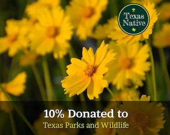 Lanceleaf Coreopsis 200+ seeds (Coreopsis lanceolata) native Texas wildflower