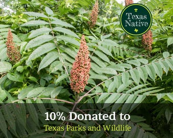 Smooth Sumac 20+ seeds Texas native shrub/tree