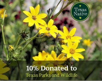 Engelmann Daisy (Engelmannia peristenia) 50+ seeds Texas yellow wildflower