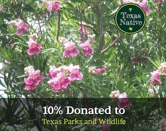 Desert Willow 15+ seeds (Chilopsis linearis)