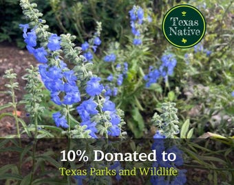 Pitcher Sage (Salvia azurea) 25+ seeds Texas native blue wildflower