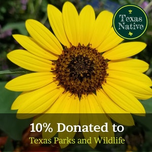 Wild Native Sunflower 50+ Seeds (Helianthus annuus) wildflower