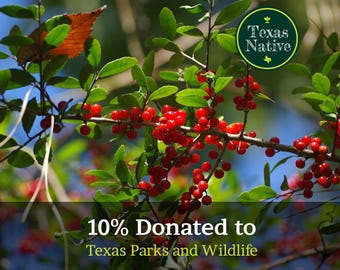 Yaupon Holly (Ilex vomitoria) 30+ seeds for sale, Texas native landscaping tree