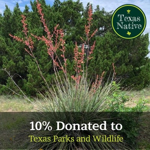May include: A close-up of a flowering yucca plant with red blooms against a backdrop of green trees. The text "Texas Native" is visible in a circle above the plant. The text "10% Donated to Texas Parks and Wildlife" is visible below the plant.