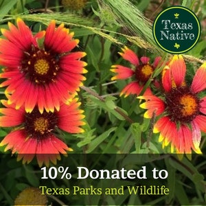Indian Blanket Flower (gallardia pulchella) 200+ Seeds Texas native wild flower