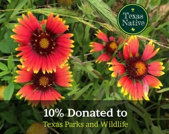 Indian Blanket Flower (gallardia pulchella) 200+ Seeds Texas native wild flower