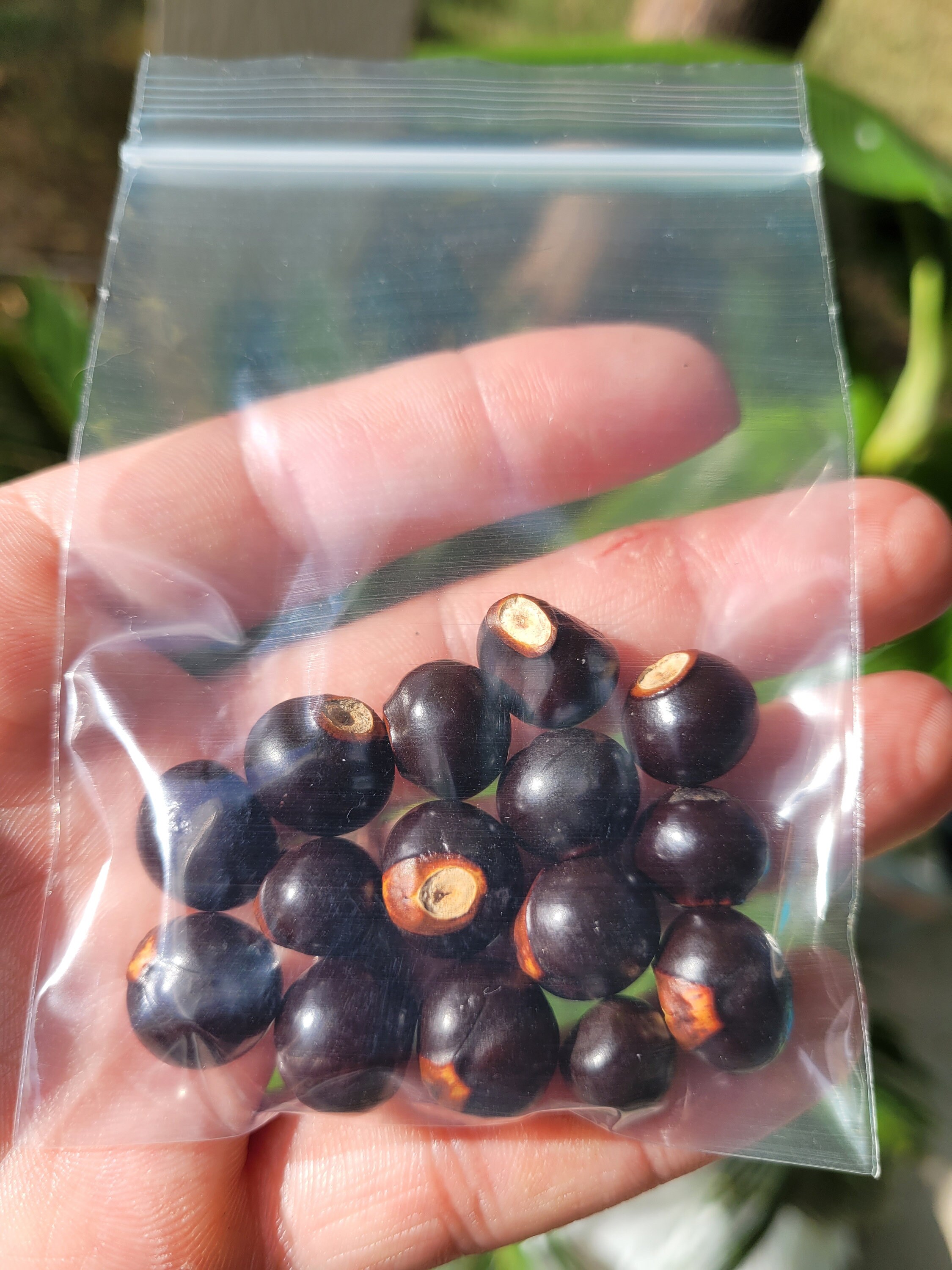 Mexican Buckeye 10 Seeds ungnadia Speciosa Pink Flowering Texas Native