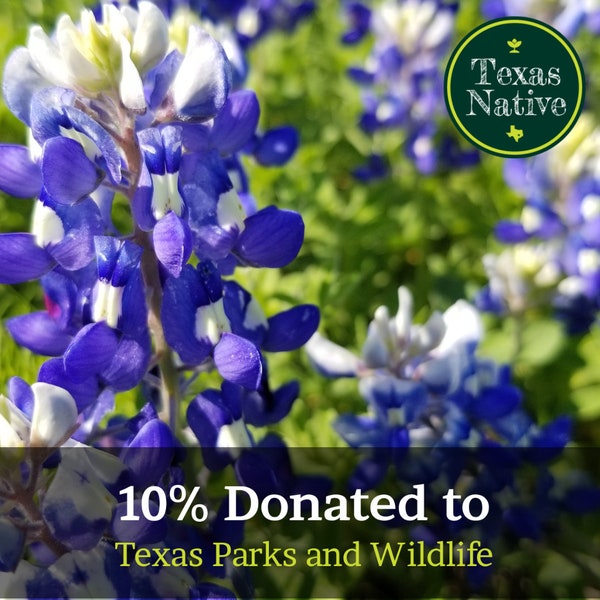 Texas Bluebonnet 200 Seeds (Lupinus texensis) Texas Native annual wildflower