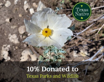 White Prickly Poppy 50+ seeds (Argemone albiflora ssp. texana) White Texas native wildflower