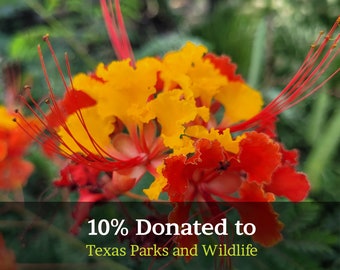 Red Bird of Paradise 10+ Seeds (Caesalpinia pulcherrima) Pride of Barbados