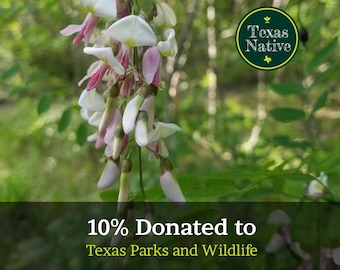 Eve's Necklace 10 seeds (Styphnolobium affine) Flowering Texas Native tree