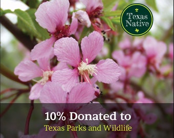 Mexican Buckeye 10 Seeds (Ungnadia speciosa) pink flowering Texas native tree