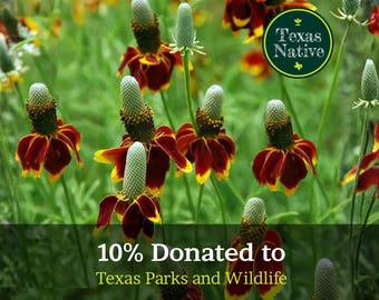 Mexican Hat (Ratibida columnifera) 250+ seeds Texas native wildflower