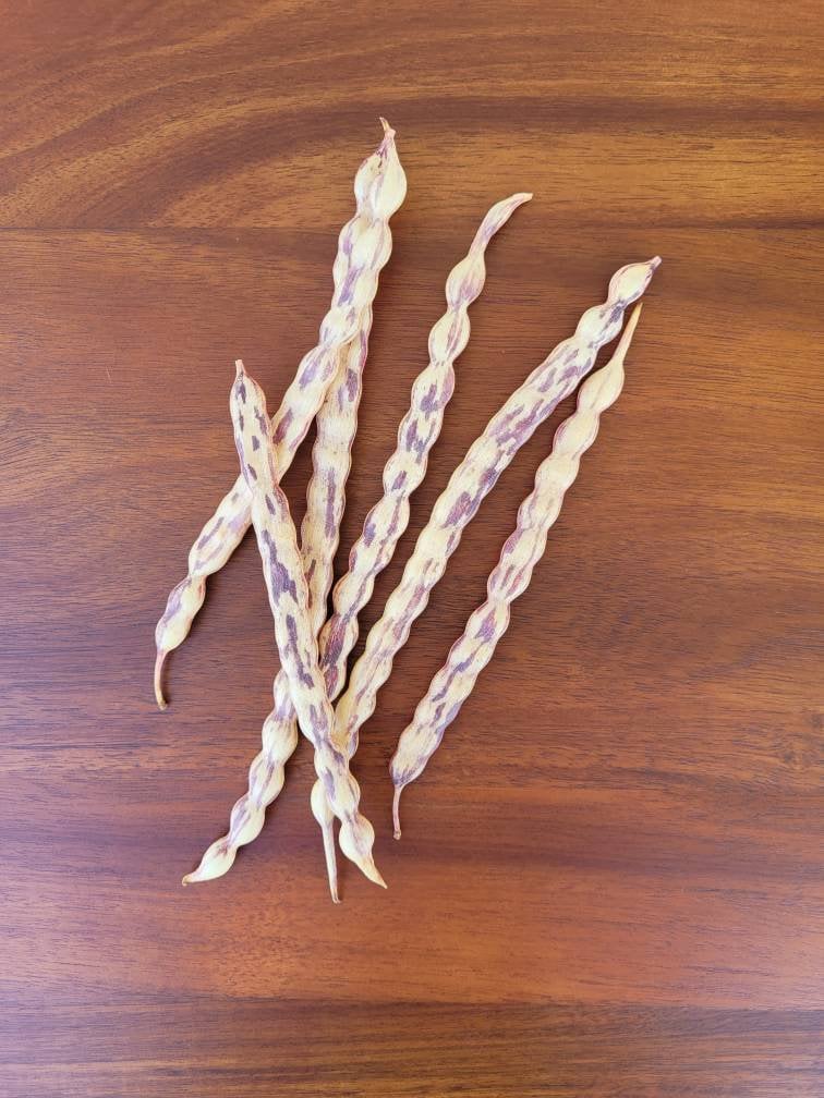 Honey Mesquite Tree Seeds (Prosopis Glandulosa) - Grow Your Own Drought-Tolerant Tree
