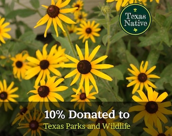 Black Eyed Susan (Rudbeckia hirta) 1000+ seeds native yellow wildflower