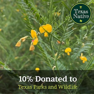 May include: Close-up of a plant with bright yellow flowers and green foliage. The image includes a circular logo that says "Texas Native". The text at the bottom reads "10% Donated to Texas Parks and Wildlife".
