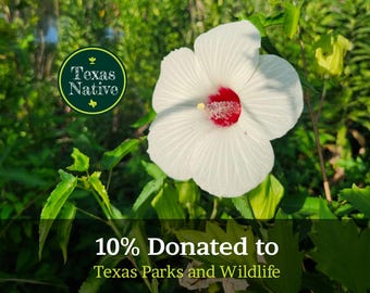 Halberdleaf Hibiscus 20+ seeds (Hibiscus laevis) Rose Mallow