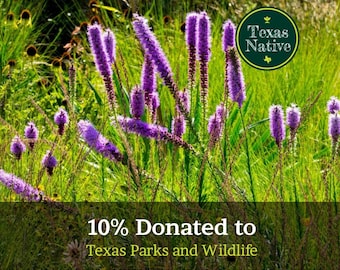 Prairie Blazing Star 100+ seeds Texas Native purple windflower