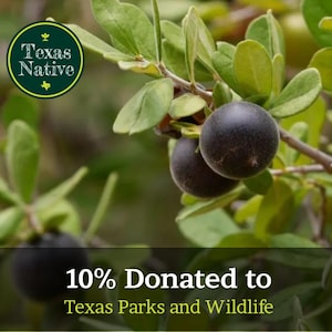 May include: Close-up of a plant branch with dark, round berries and green leaves. The image includes a circular logo that says "Texas Native". The text "10% Donated to Texas Parks and Wildlife" is also visible.
