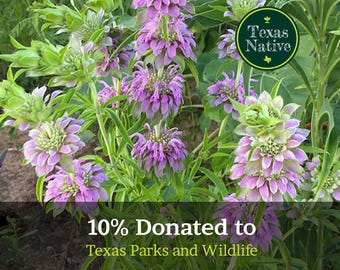 Lemon Mint 500+ seeds, Texas Native, Horsemint, Bergamont