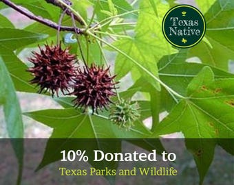 Sweetgum 15+ seeds (Liquidambar styraciflua L)