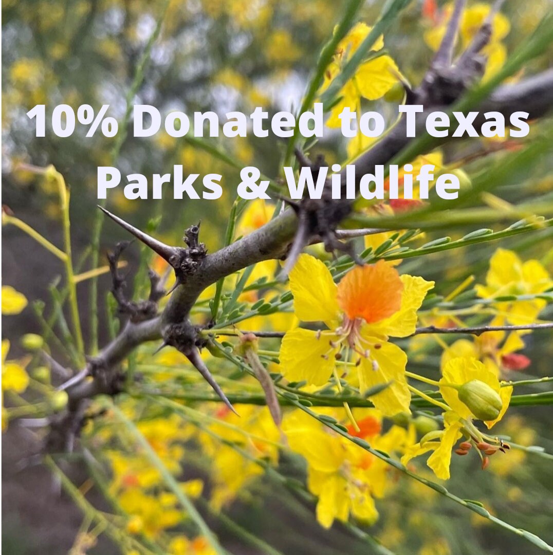 Retama 10 Seeds parkinsonia Aculeata Texas Native Tree Drought Tolerant