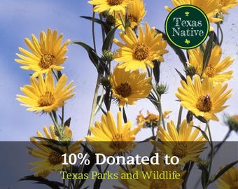 Maximilian Sunflower (Helianthus maximiliani) 250+ seeds Texas wildflower seeds