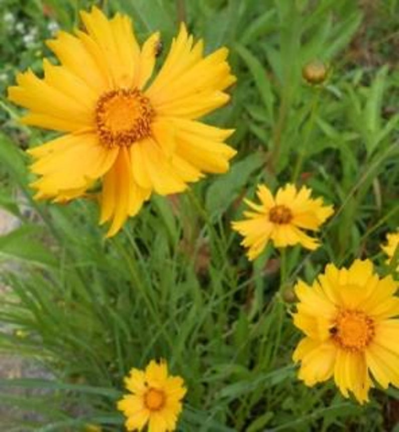 Lanceleaf Coreopsis 200+ Seeds (coreopsis Lanceolata) Native Texas ...