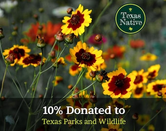 Plains Coreopsis 200+ seeds (Coreopsis tinctoria) grassland wildflower