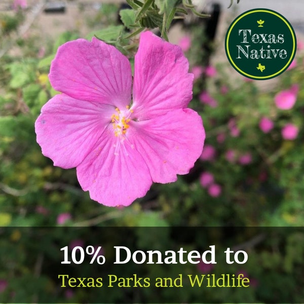 Rock Rose 15+ seeds (Pavonia lasiopetlala) Rose mallow, drought resistant pink native flower