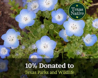 Baby Blue Eyes 250+ seeds native groundcover flower