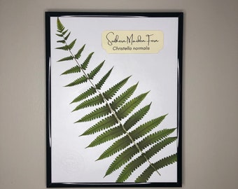 Pressed Fern Framed - Etsy
