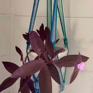 May include: A macrame plant hanger in shades of blue, teal, and light green, featuring a wooden ring at the top. The hanger holds a white ceramic pot containing a Tradescantia pallida plant with dark purple leaves and a small pink flower.