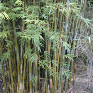 May include: A dense cluster of bamboo stalks with green leaves. The stalks are a mix of green and yellow, with some showing a slight brown hue near the base. The leaves are small and numerous, creating a full, textured appearance.