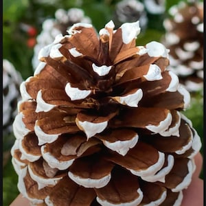 10 personalized Pine Cones/ free shipping/ holiday crafts/ Christmas painted ornaments/ painted pine cones/winter wedding/ center piece