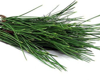 May include: A bunch of green pine needles, freshly cut and bundled together.