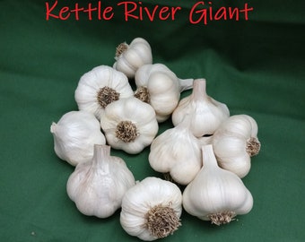 Medium 2" Seed Bulbs of Softneck Garlic, Multiple Varieties available.