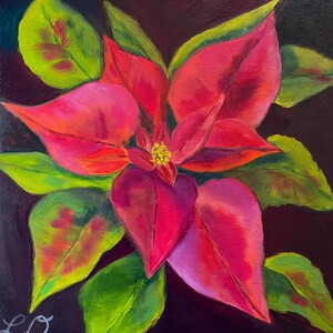Poinsettia