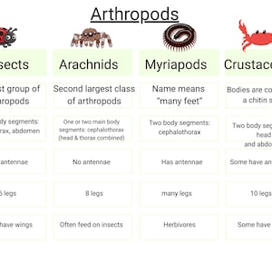 Może przedstawiać: Edukacyjna infografika o stawonogach, w tym owadach, pajęczakach, wije i skorupiakach. Każda sekcja zawiera ilustrację i kluczowe cechy.