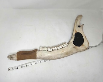 Moose Teeth and Jaw. Jawbone, Ethically Sourced, Maine Woods Camp Decor.
